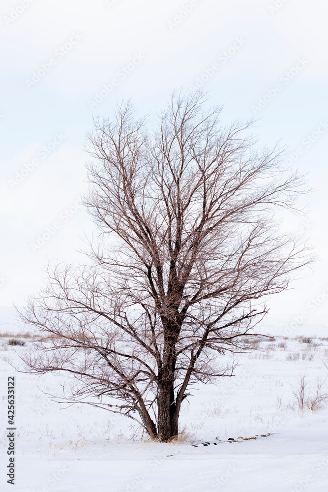 Lonely bare tree in a snowy field. Nature concept Lonely bare tree in a snowy field. Nature concept