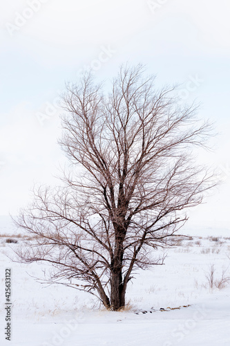Lonely bare tree in a snowy field. Nature concept