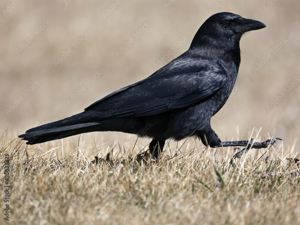 American Crow closeup walking on dead grass in early spring with shiny black feathers
American Crow closeup walking on dead grass in early spring with shiny black feathers