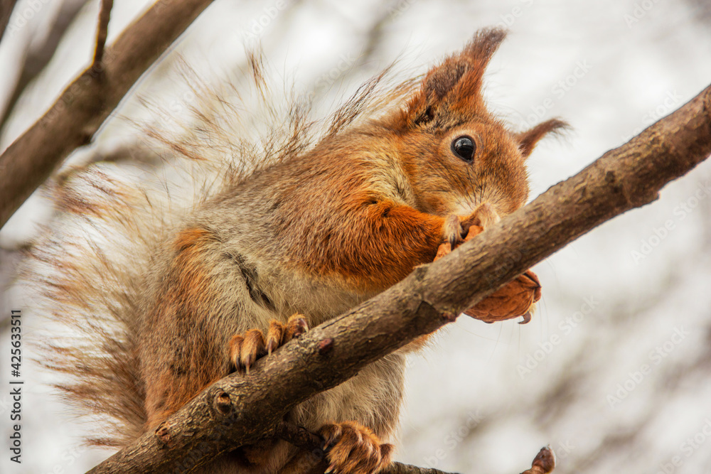 Sciurus. Rodent. A squirrel sits on a tree and eats a nut. Beautiful squirrel in the park. Sciurus. Rodent. A squirrel sits on a tree and eats a nut. Beautiful squirrel in the park.