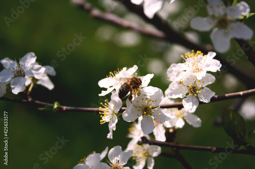 Bee collects pollen from white flowers 