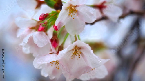 津山城鶴山公園雨の桜の花びら1