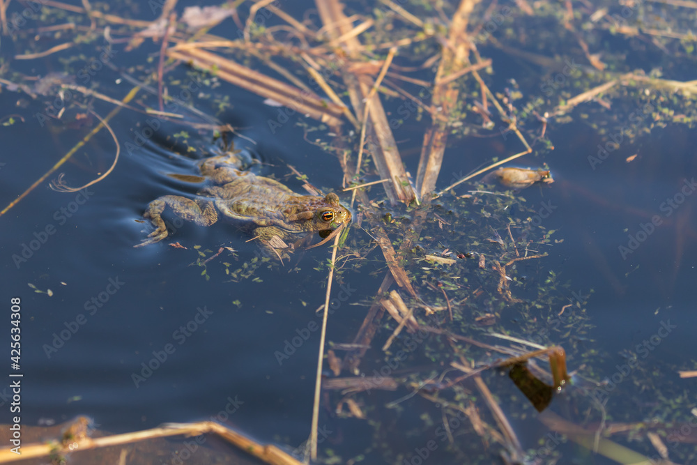 A large green frog in its natural habitat. Amphibian in water. Beautiful toad frog. A large green frog in its natural habitat. Amphibian in water. Beautiful toad frog.