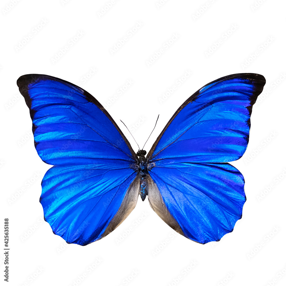 Fototapeta premium Butterfly of bright blue color with black edging, isolate on white background