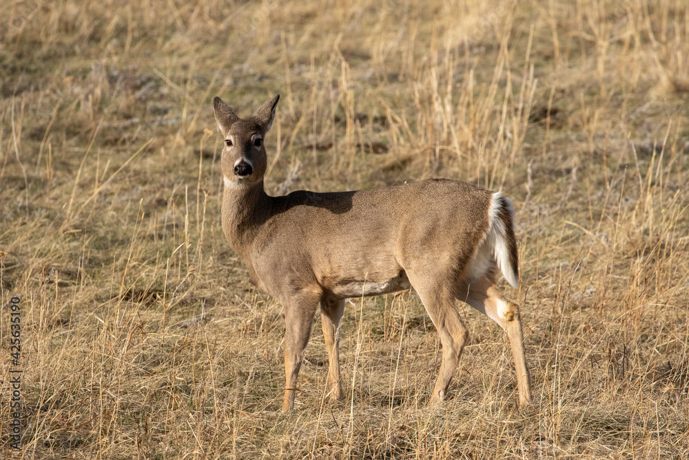Deer in Field, Bozeman, MT, 2021 Deer in Field, Bozeman, MT, 2021