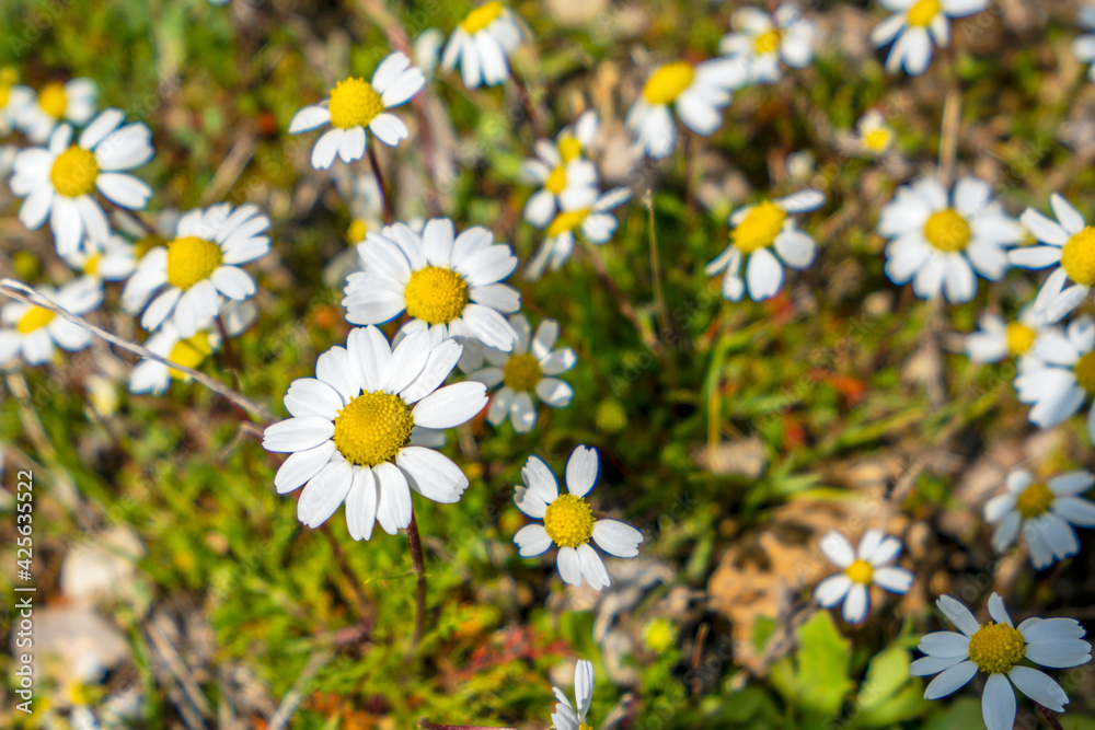 the beautiful blooming white daisies the beautiful blooming white daisies