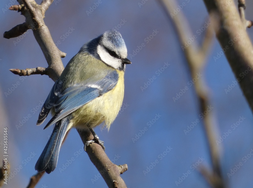 Obraz premium Eurasian blue tit (Cyanistes caeruleus) perched on tree branch, Poland