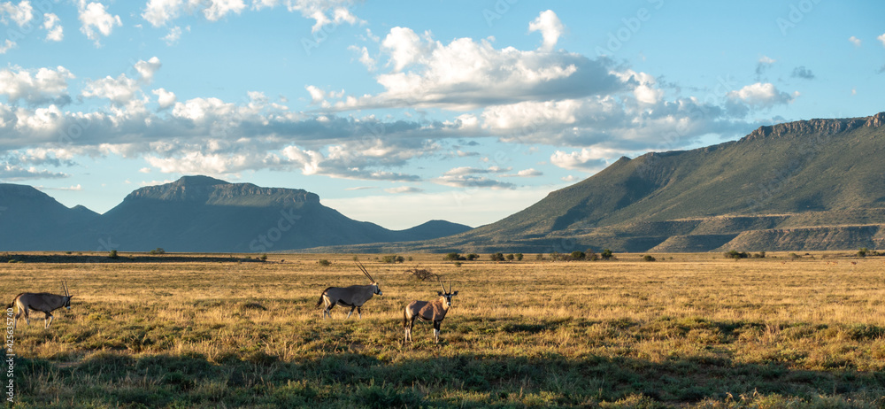 Fototapeta premium View of the arid mainland in the Cape Town region, Anysberg Nature Reserve, South Africa