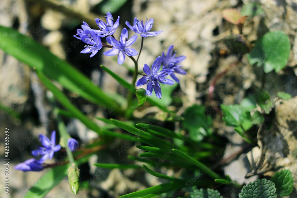 Fototapeta premium Spring flowers scilla in the forest.