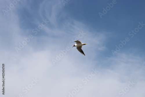 seagulls flying over the river water take off and land on the water surface and float on the waves