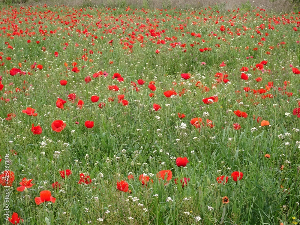 Red Poppy Flower Field Landscape