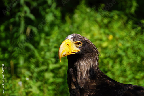 Adler freigestellt