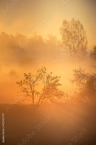 A beautiful diffused light during the spring sunrise. Trees in spring with warm sun light in morning. Rural springtime scenery of Northern Europe.