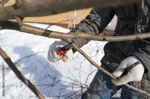 prune apple tree branches in the spring, gardening with trees in the spring