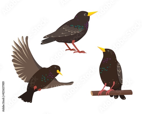 Bilde på lerret Set of starling birds in different poses isolated
