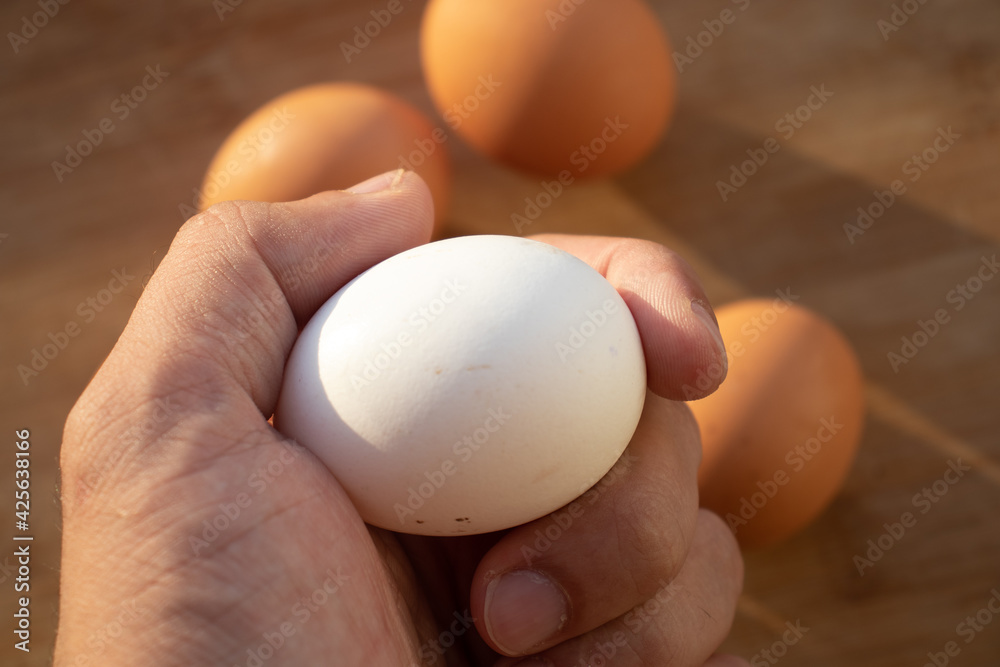 Woman's hands 'holding' an egg. Little desaturated in brown colour. Chicken egg in hand. Chicken white egg in hand Woman's hands 'holding' an egg. Little desaturated in brown colour. Chicken egg in hand. Chicken white egg in hand