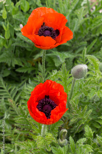 Two red poppy flowers on green leaves vertical background 