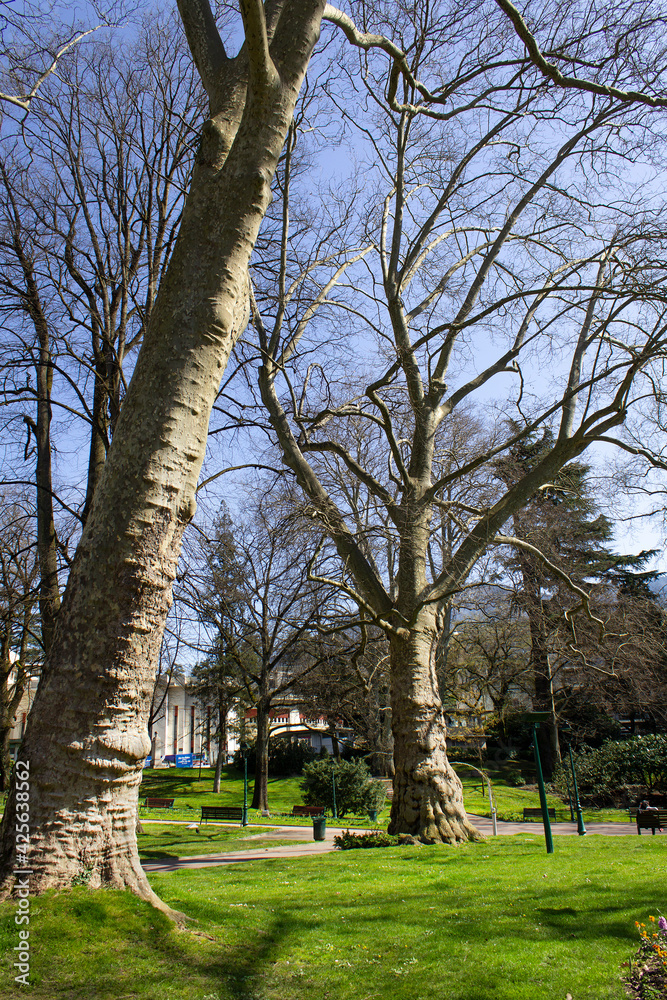 Big old trees into green spring Parc Floral des Thermes Aix les bains town Savoie region France Big old trees into green spring Parc Floral des Thermes Aix les bains town Savoie region France