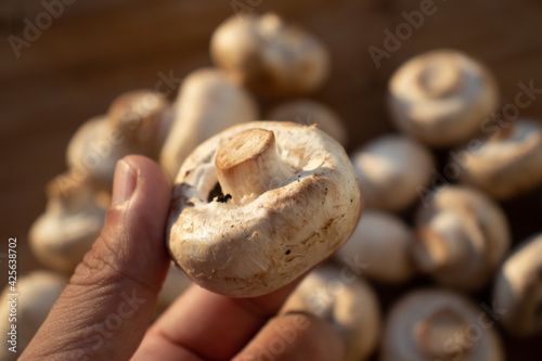 Fresh healthy brown mushrooms with very shallow depth of field. Mushrooms and champignons on the table. Mushrooms on the table top view. Mushrooms and champignons in your hand
