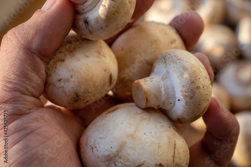 Fresh healthy brown mushrooms with very shallow depth of field. Mushrooms and champignons on the table. Mushrooms on the table top view. Mushrooms and champignons in your hand