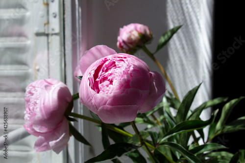 Pink peony spring flower bouquet into vase on home window with sun light 