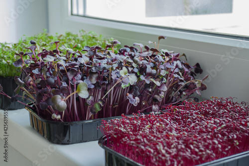 Black trays with microgreens on the windowsill of the house. Growing microgreens at home. Superfood, healthy food, vegetarianism