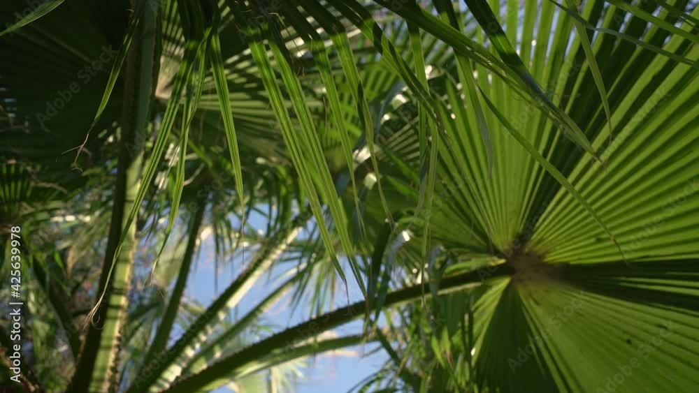 Thicket of rainforest with large palm leaves swaying with tropical wind Thicket of rainforest with large palm leaves swaying with tropical wind