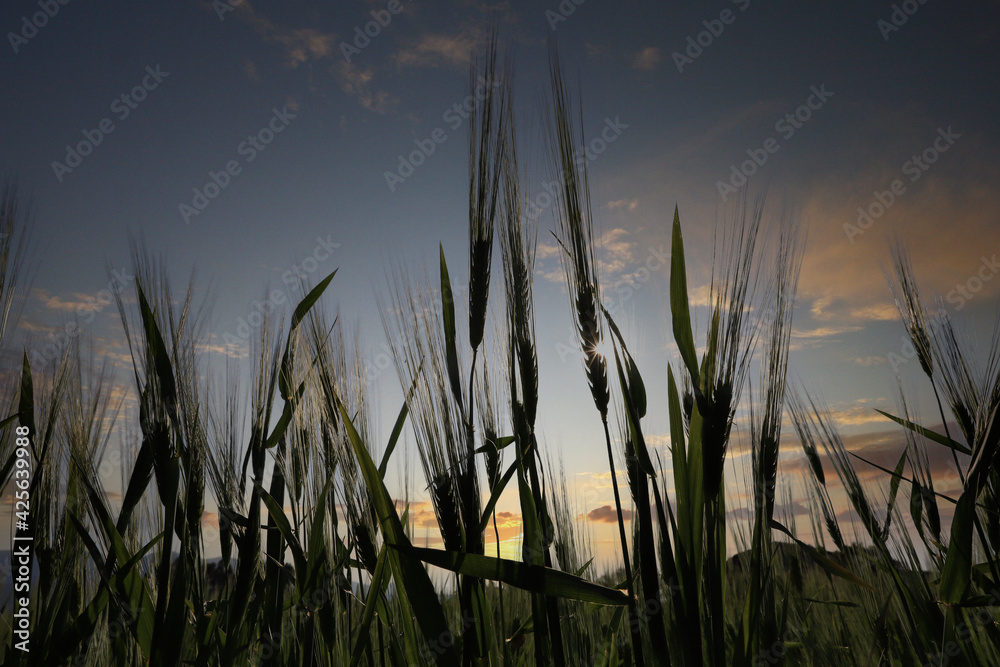 Fototapeta premium At sunset, the ripening wheat ears. Wheat field in back light.
