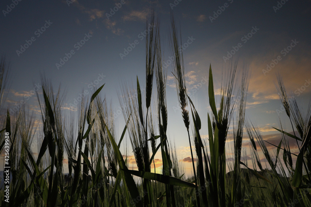 At sunset, the ripening wheat ears. Wheat field in back light.