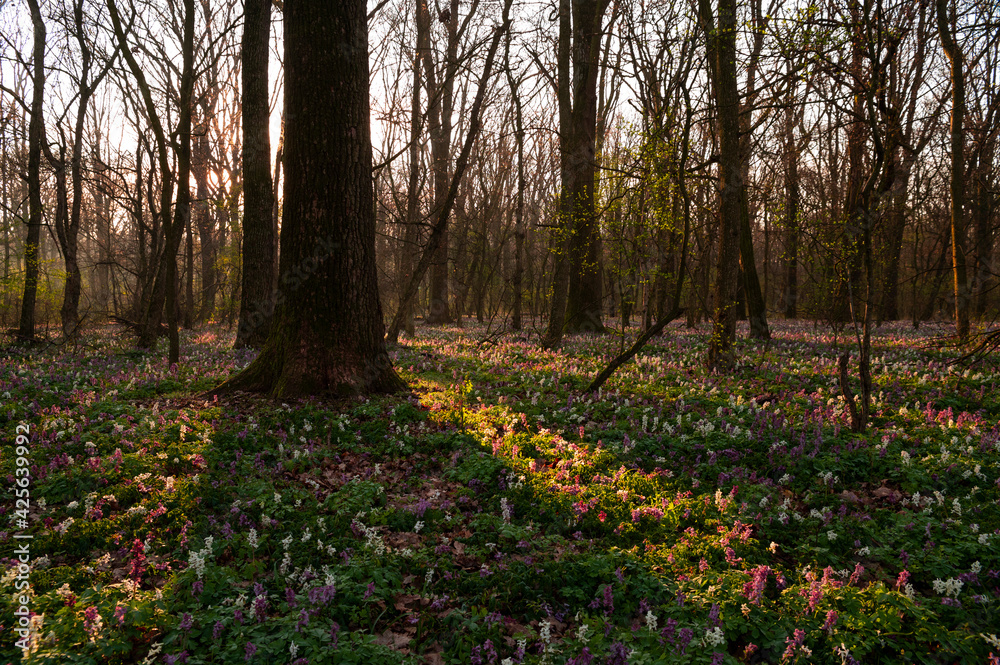 Beautiful sunrise in the forest full of wild flowers(corydalis cava) Beautiful sunrise in the forest full of wild flowers(corydalis cava)