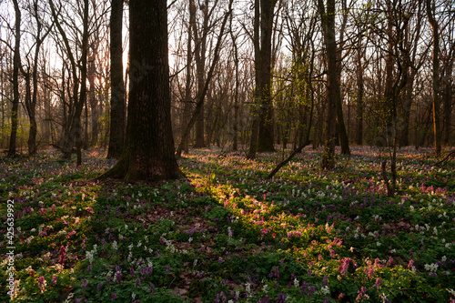 Beautiful sunrise in the forest full of wild flowers(corydalis cava)