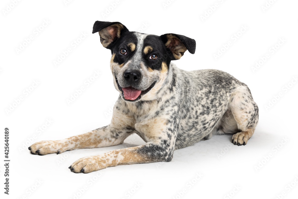 Friendly Happy Cattle Dog Croosbreed Lying Down