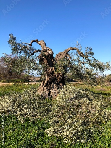 Old olive trees in Puglia