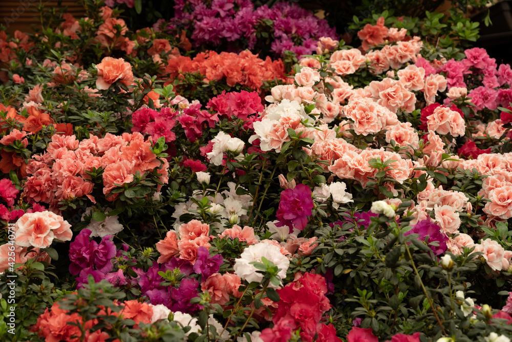 flower flower