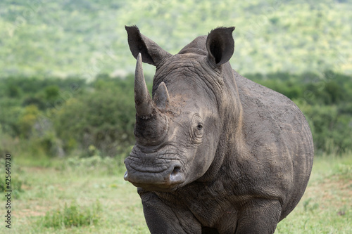 White rhinoceros in the Hluhluwe Imfolozi Park. Safari in South Africa. Rhino graze during day. Protected species in Africa photo