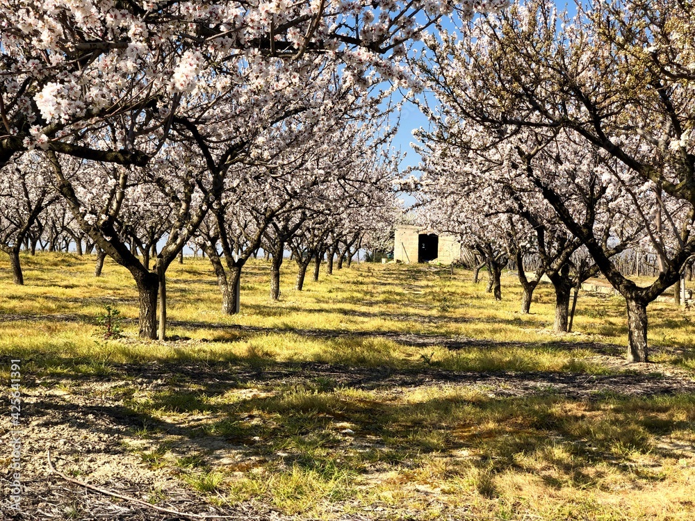 Almonds trees in full bloom in Puglia