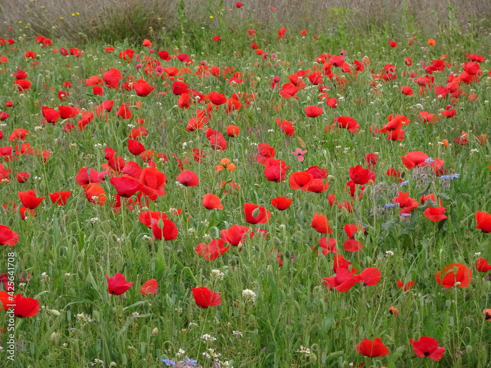 Red Poppies in Country Field