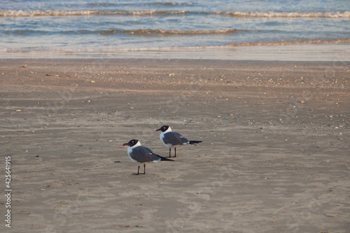 black headed gull © Amy