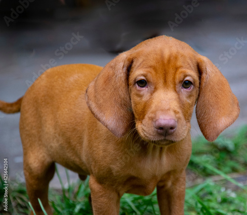 portrait of a dog