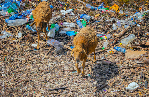 Two sheep on a pile of garbage floating by the sea on Wasini island, Kenya. It is a typical image for Africa.