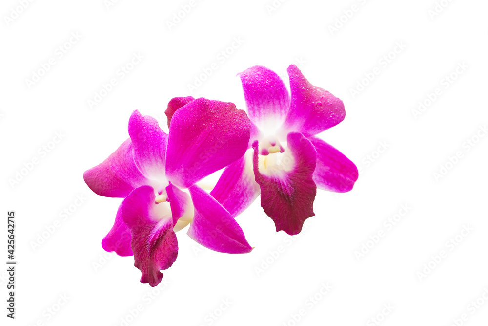Purple orchids flower with water drops isolated on white background. Purple orchids flower with water drops isolated on white background.