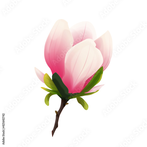 Rozkwitająca magnolia. Ręcznie rysowany kwiat w kolorze bladego różu z gałązką na białym tle.	