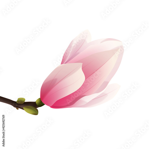 Rozkwitająca magnolia - pąk. Ręcznie rysowany kwiat w kolorze bladego różu z gałązką na białym tle.	