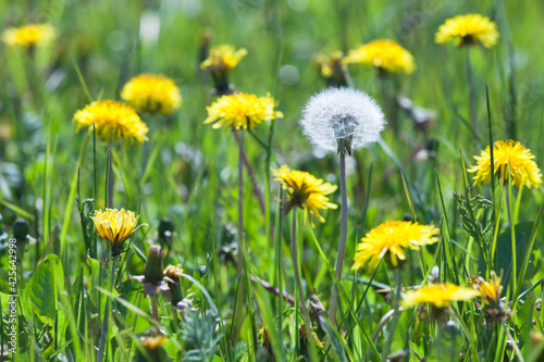 One fluffy white blooming dandelion flower among the yellow ones