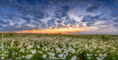 Beautiful summer sunrise over daisy flowers field field