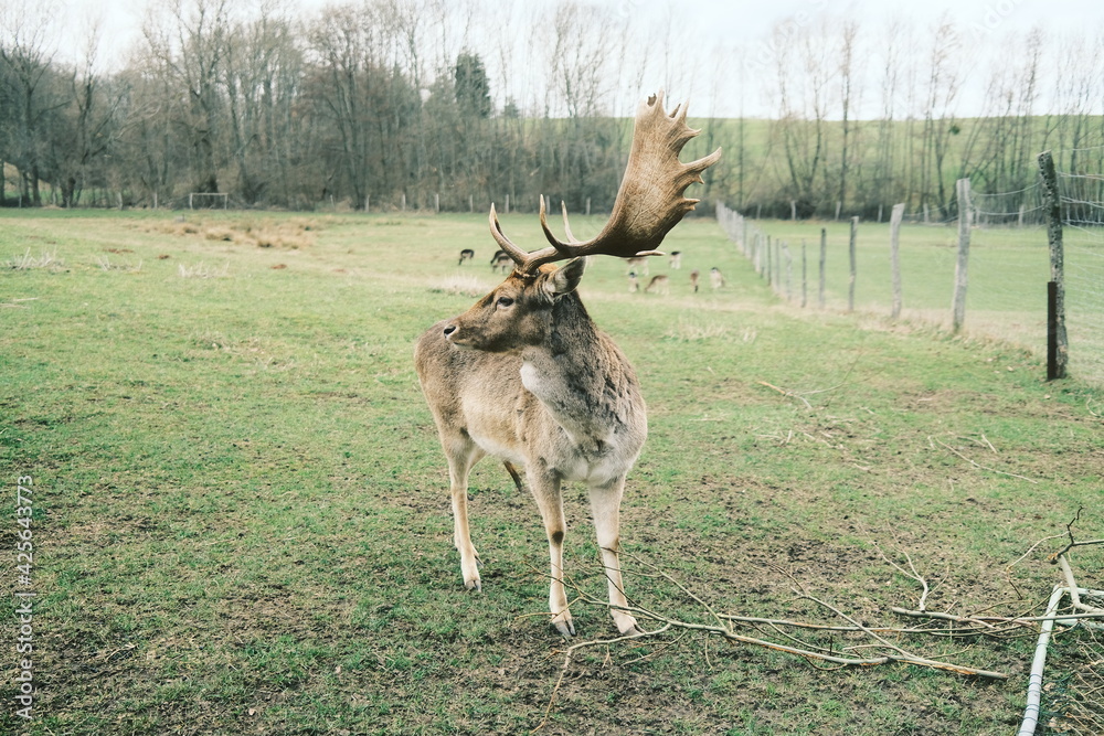 Naklejka premium Wildtier Hirsch im Gehege