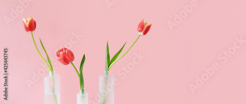 Red tulips in mate glass vases on pink background. Simple home decor idea with bud vases. On trend floral arrangements. Template for Easter, springtime, women's day, mother's day.