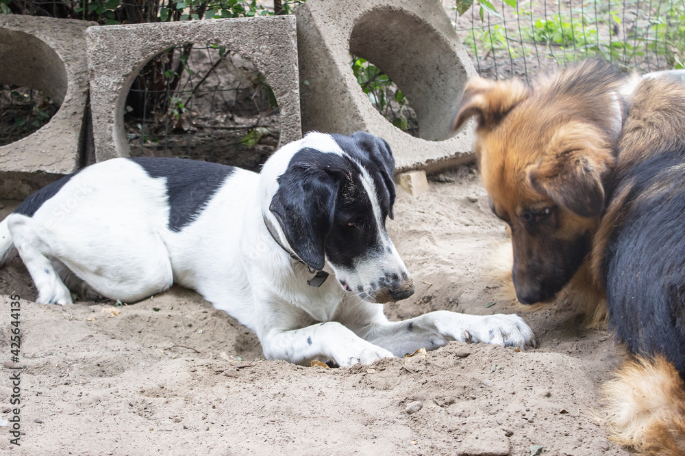 Group of breedless dogs. Two dogs found something on the ground and stared intently.