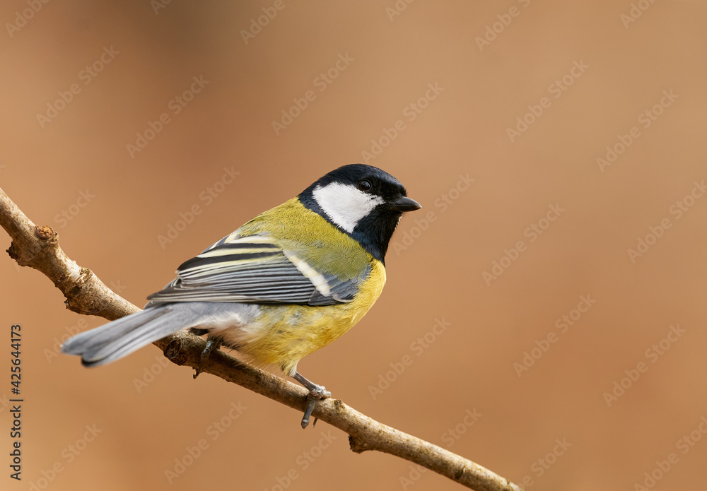 Obraz premium Beautiful great tit (Parus major)