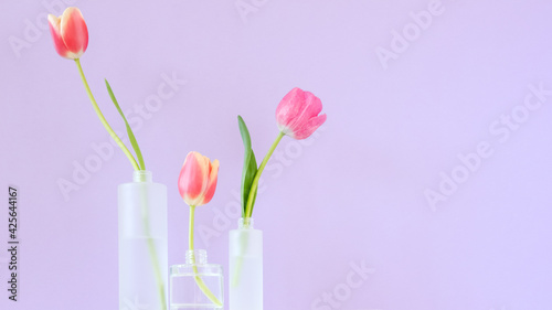 Pink tulips in mate glass vases on violet background. Simple home decor idea with bud vases. On trend floral arrangements. Template for Easter, springtime, women's day, mother's day. © Karyna